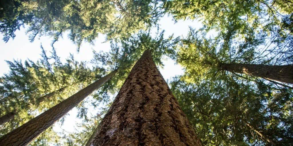 forest looking up