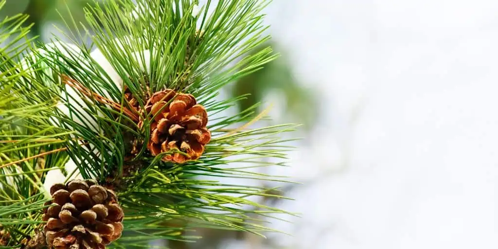 pine needles