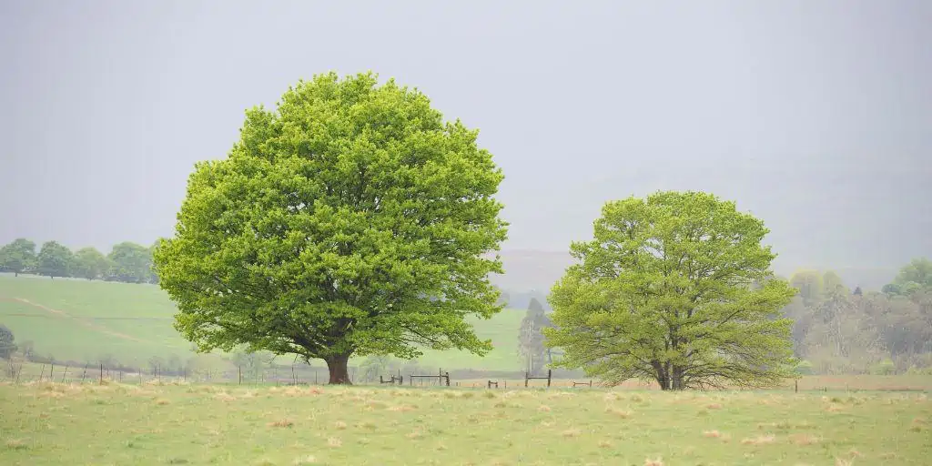 two trees