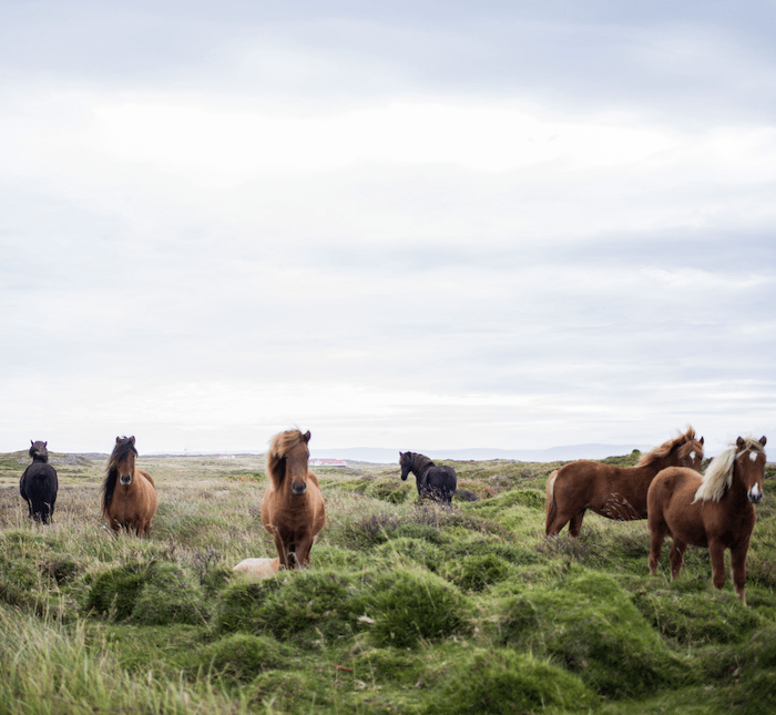 horse stable