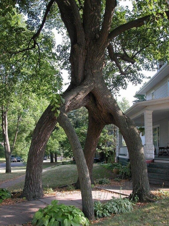 tree archway entrance