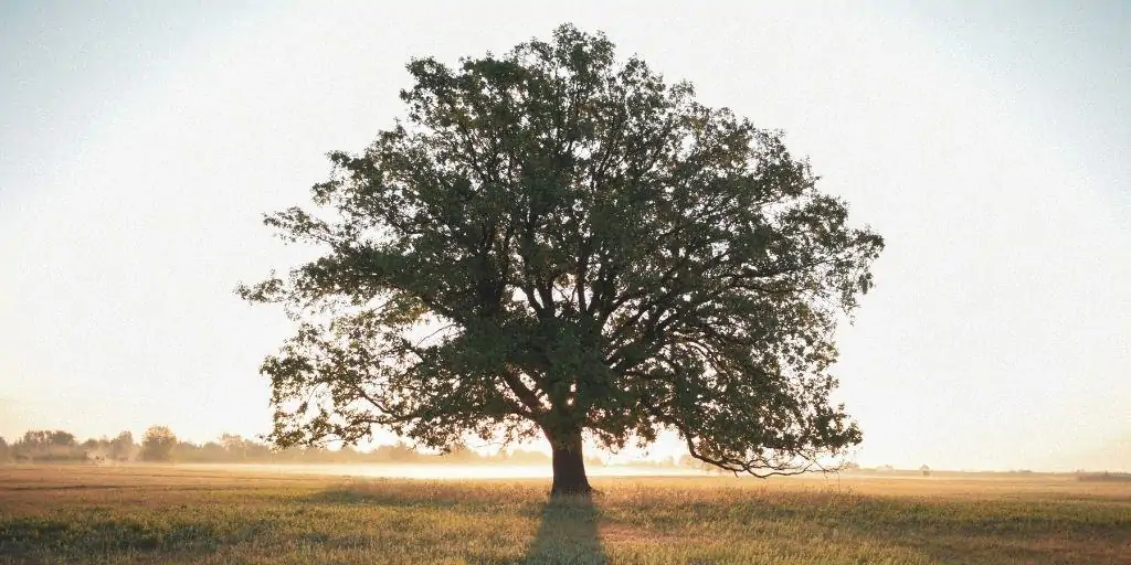 tree removal entitlement