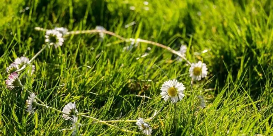 daisy chain