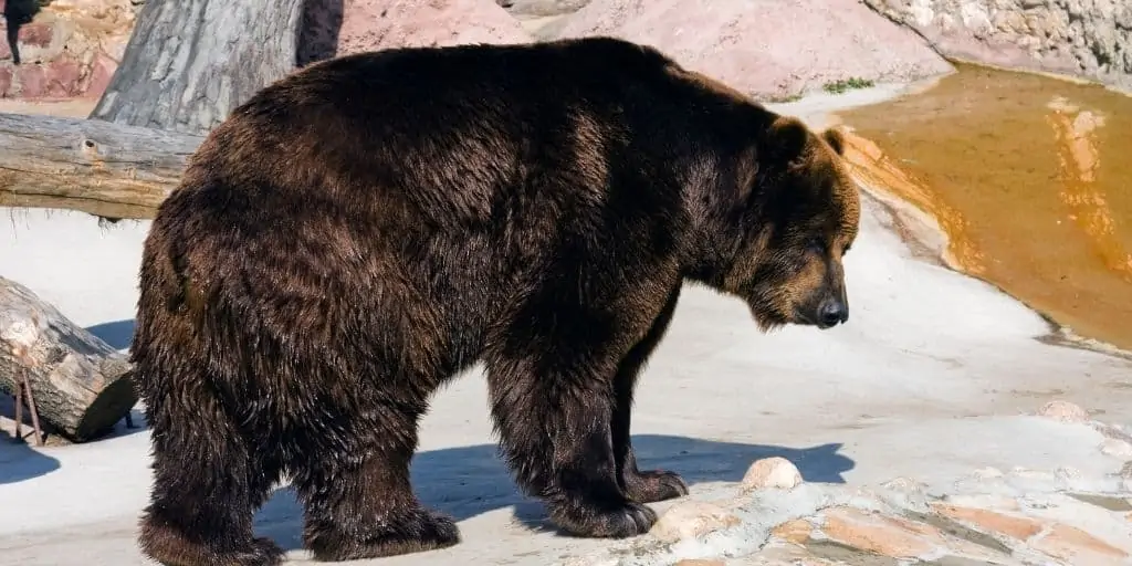 bear