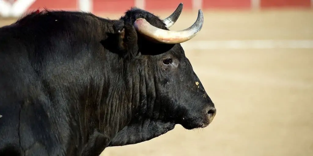 bull