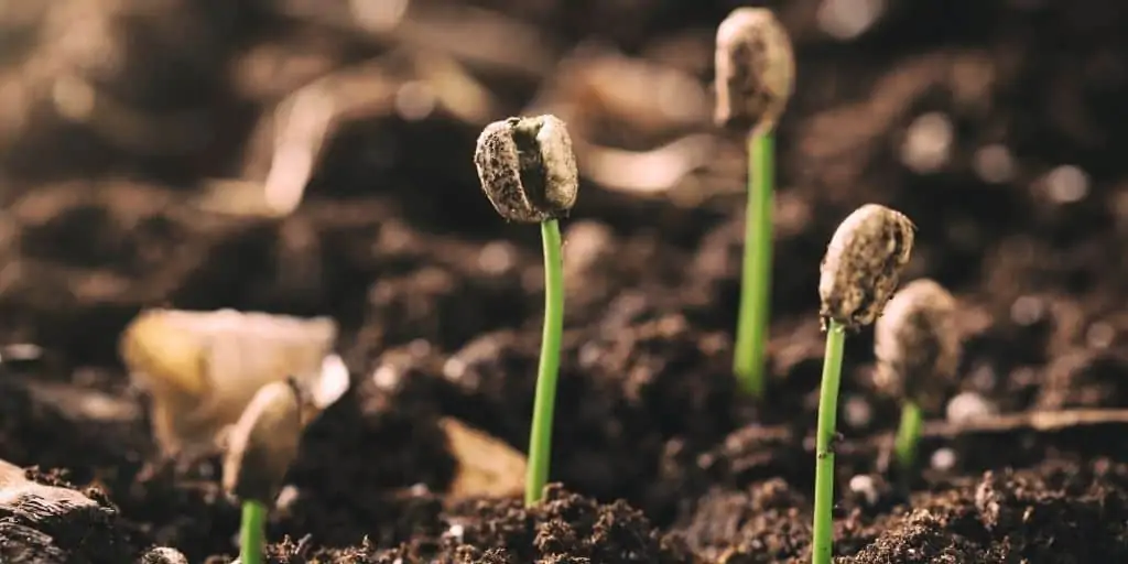 coffee seedlings