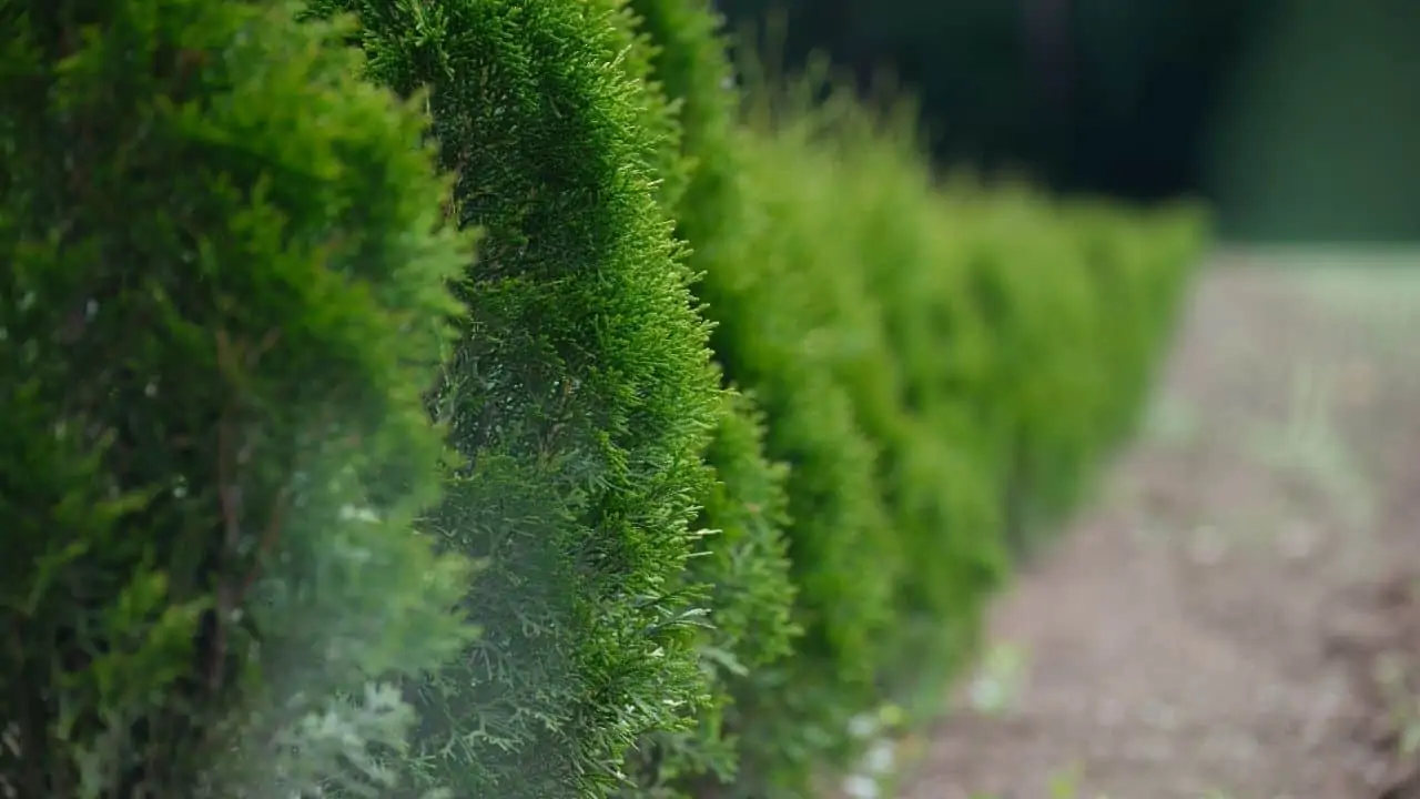 hedge boundary line