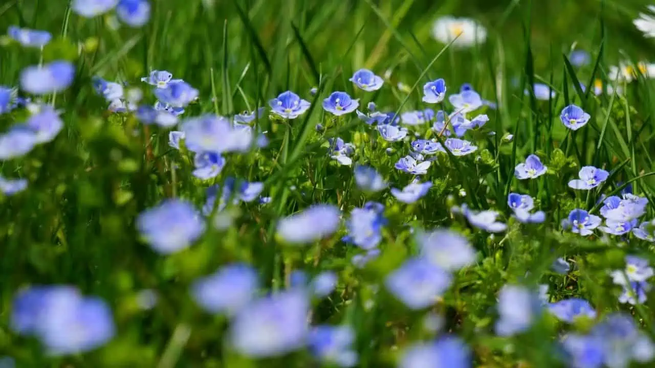 wild flowers