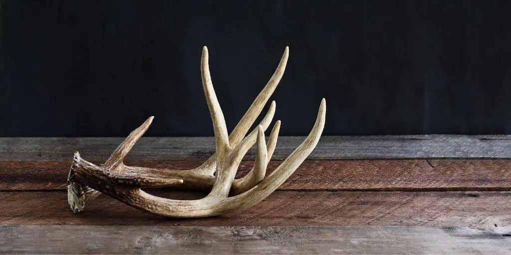 deer antlers