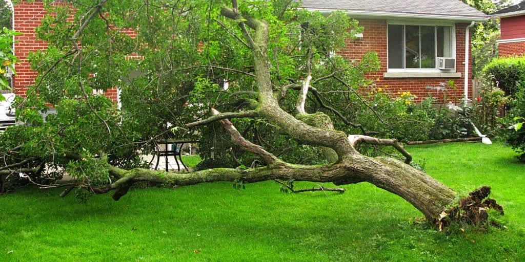 encroachment collapsed tree