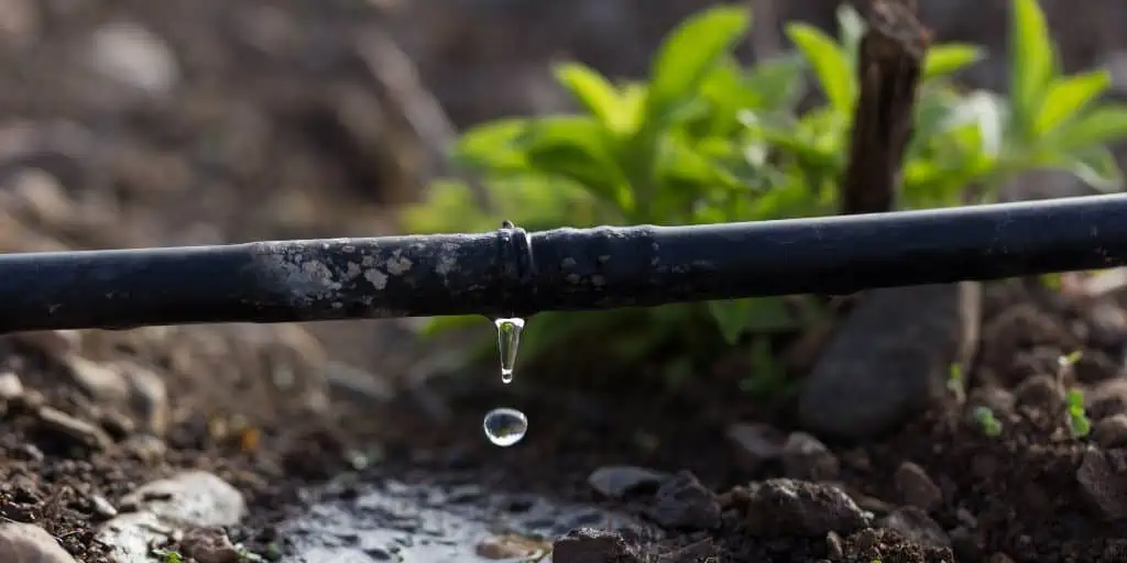 drip irrigation