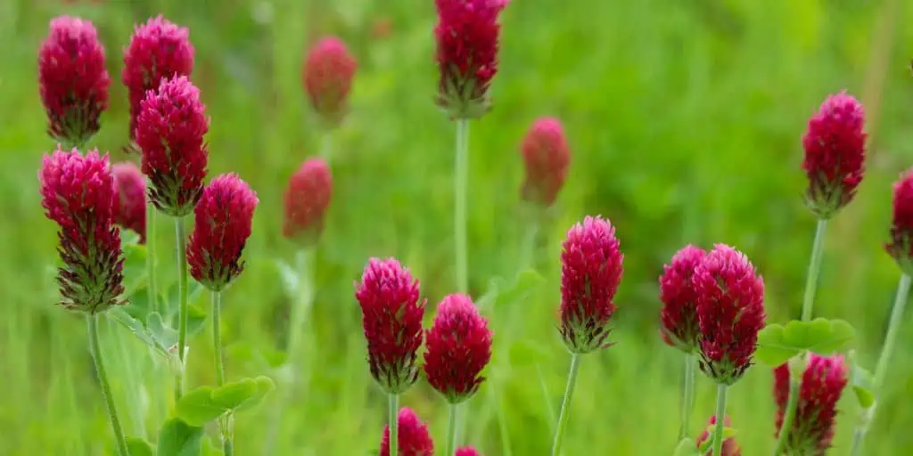 crimson clover cover crops