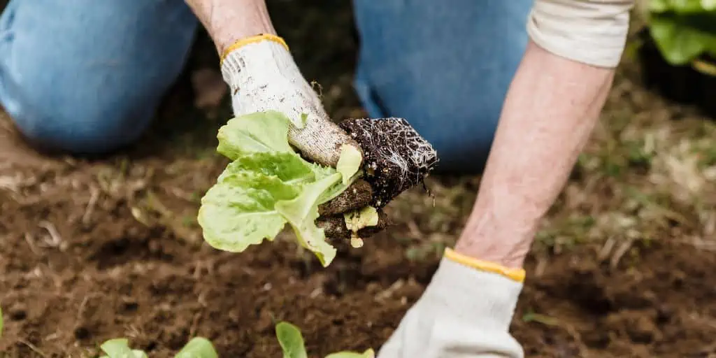 planting crops