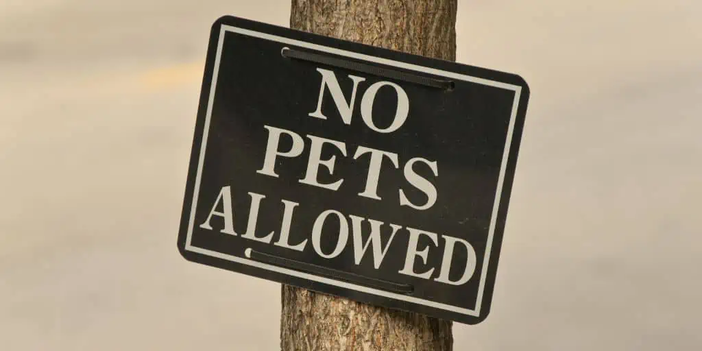 no pets allowed