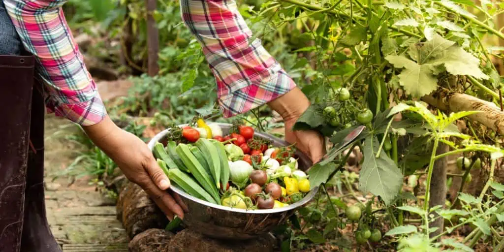 food harvest