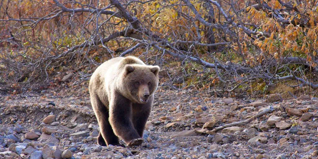 bear attack