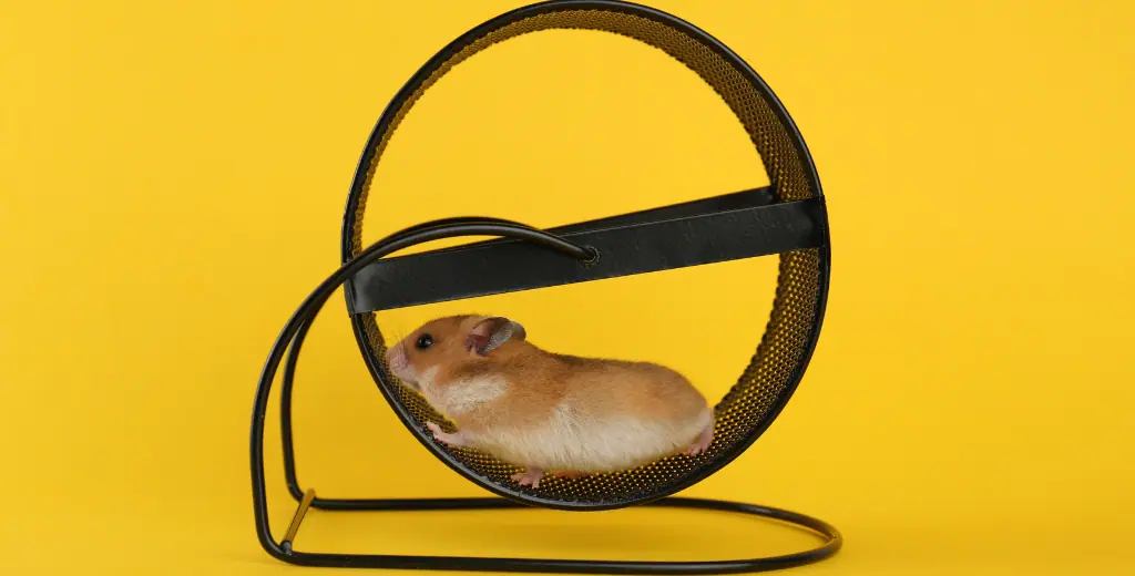 land flipping hamster wheel