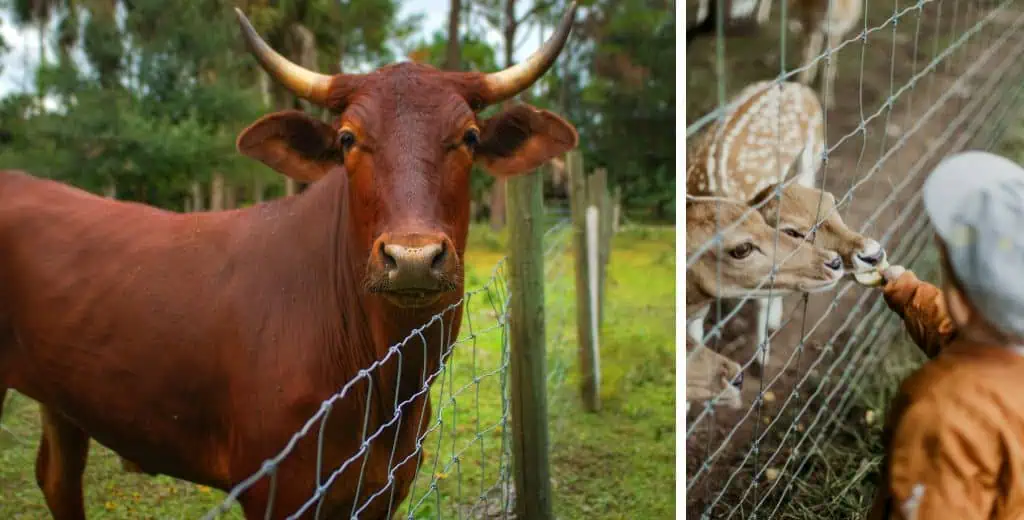 Farm Fence