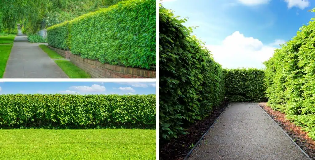 Hedge Living Fence