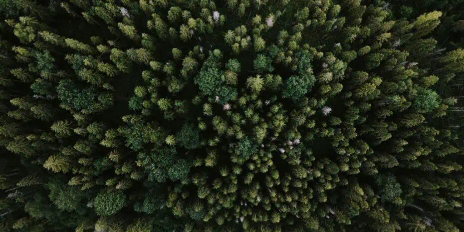 timberland tract